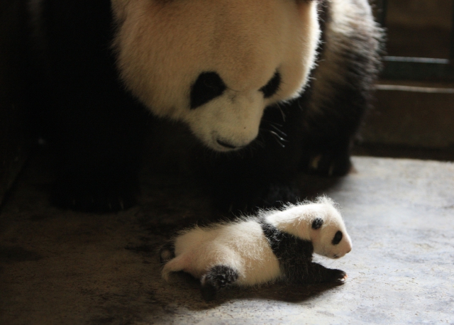 (c)2012「51　世界で一番小さく生まれたパンダ」製作委員会