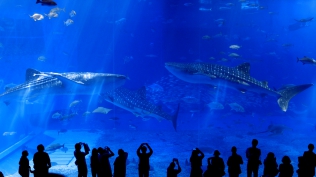 Okinawa Churaumi Aquarium: Message from the sea