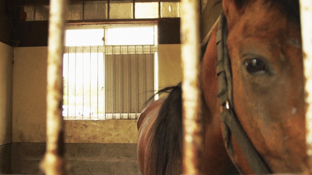 (c)2013記録映画『祭の馬』製作委員会