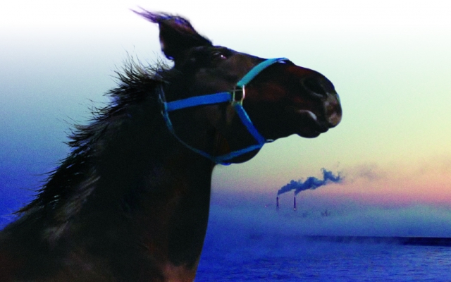 (c)The Horses of Fukushima connection