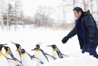 Penguins in the Sky -- Asahiyama Zoo