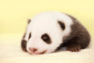 Wu Yi, the smallest baby panda in the world