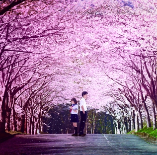 桜ノ雨