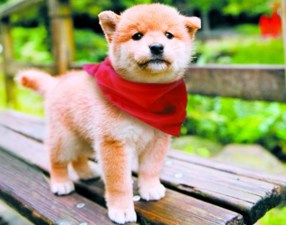 幼獣マメシバ