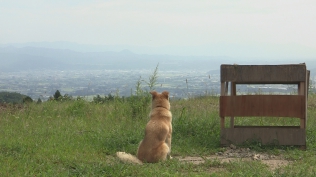 犬と猫と人間と2　動物たちの大震災
