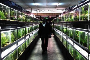 冷たい熱帯魚