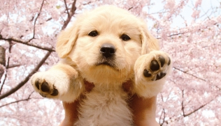 犬と私の１０の約束
