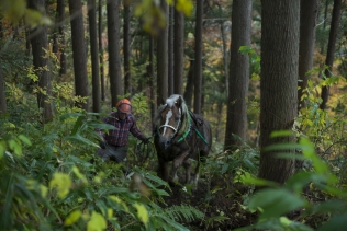 里馬の森から